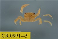 藏品(平背蜞)的圖片